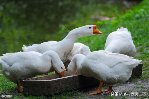 長鵝|鵝的品種 一